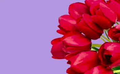 offer banner