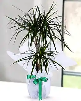 2'li drecenia margarita
