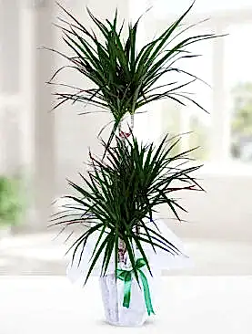 3'lü drecenia margarita