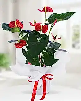 Antoryum