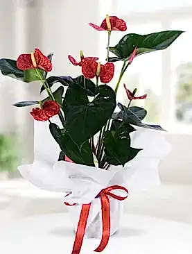 Antoryum