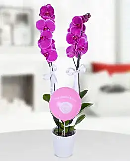 2 dal mor orkide pembe balon