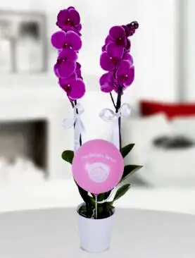 2 dal mor orkide pembe balon