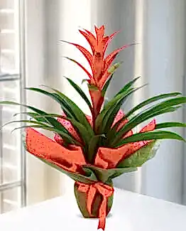 guzmanya