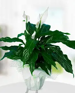 spati 50cm