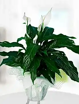 spati 50cm