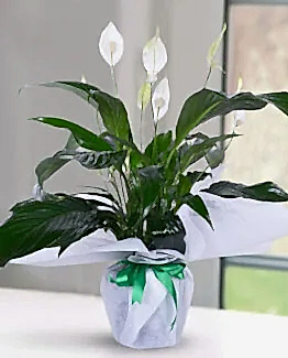 spati 70cm