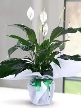 spati 70cm