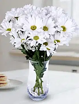 beyaz papatya vazo