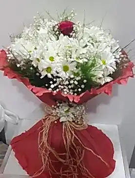 beyaz papatya tek kırmızı gül
